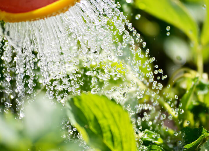 come annaffiare le piante nel modo giusto, senza sprechi di acqua?